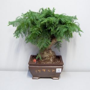 (65+ Photos & Vidéos) + Avis