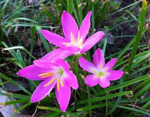 (60+ Photos & Vidéos) + Avis