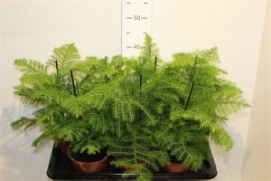 (65+ Photos & Vidéos) + Avis