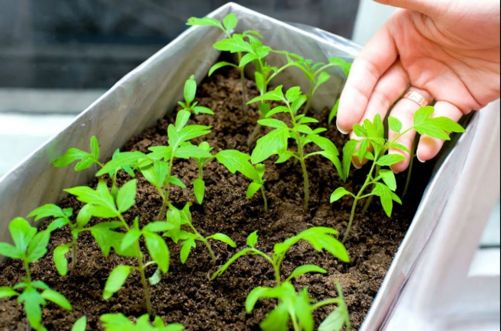 Le toucher comme stimulant de croissance