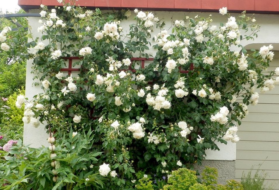 Ilse Krohn supérieure