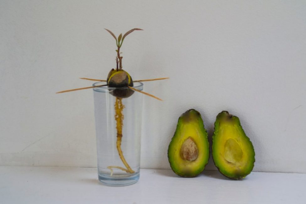 Méthode de germination ouverte