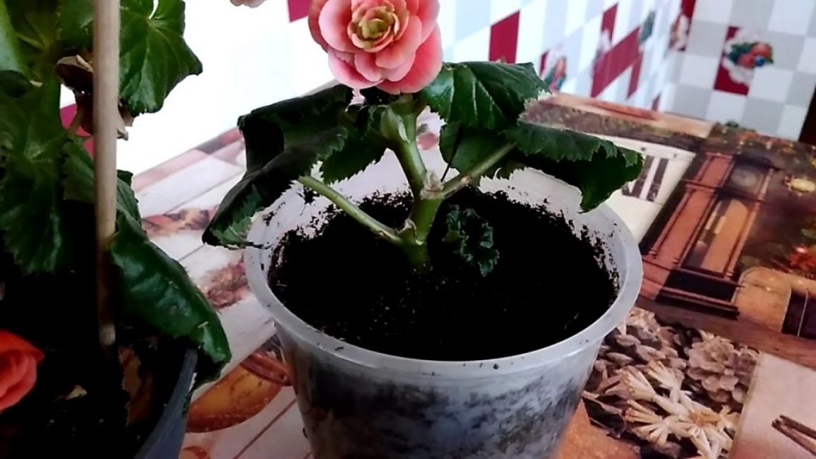 bégonia transplanté