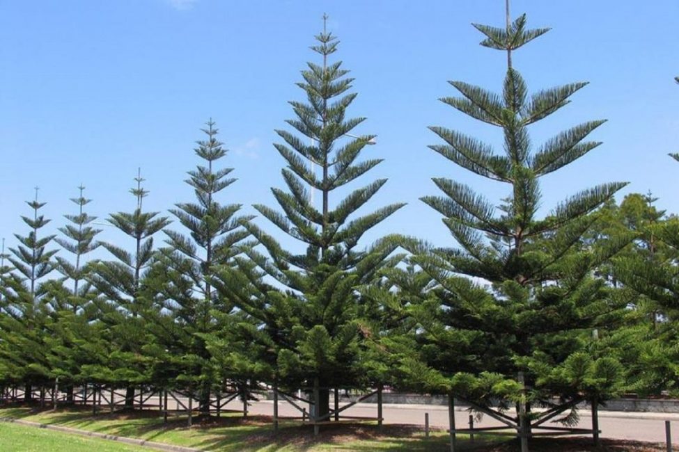 Araucaria hétérophylla