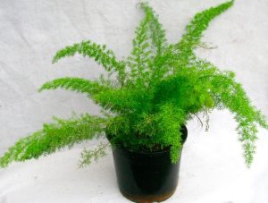 (50+ Photos & Vidéos) + Avis