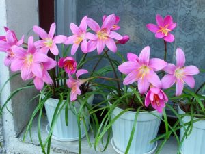 (60+ Photos & Vidéos) + Avis