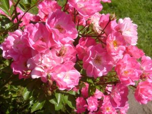 Roses Polyanthus: description de 11 variétés, caractéristiques de la culture à partir de graines à la maison (75+ Photos & Vidéos) + Avis