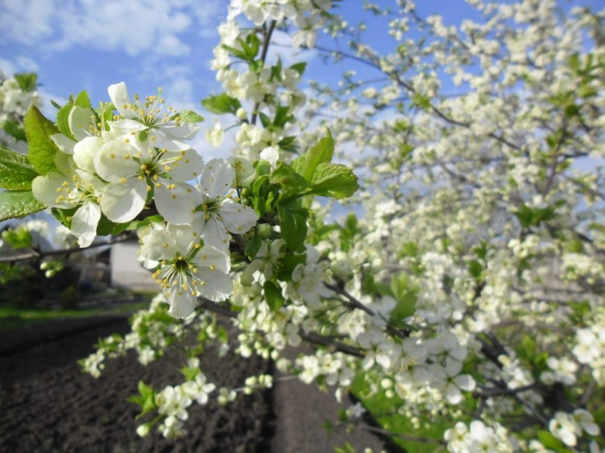Les bourgeons de prunier génératifs produisent jusqu'à 3 fleurs; ils sont blancs, jusqu'à 2 cm de diamètre