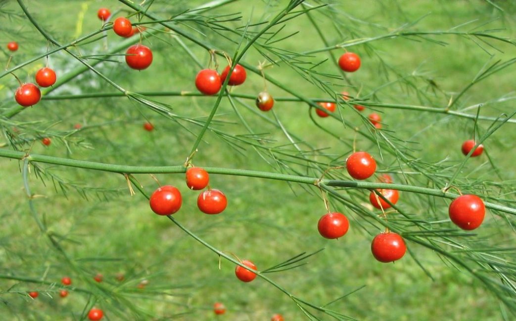 baies d'asperges