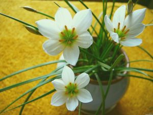 (60+ Photos & Vidéos) + Avis