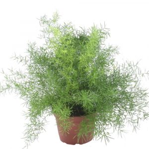 (50+ Photos & Vidéos) + Avis