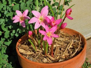 (60+ Photos & Vidéos) + Avis