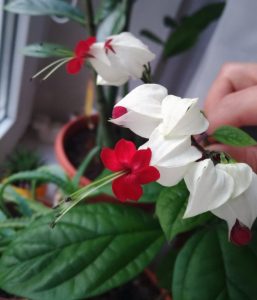 (65+ Photos & Vidéos) + Avis