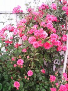 (75 Photos & Vidéos) +Avis