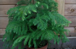 (65+ Photos & Vidéos) + Avis