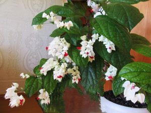 (65+ Photos & Vidéos) + Avis