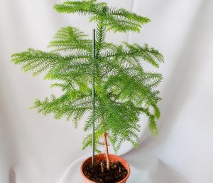 (65+ Photos & Vidéos) + Avis