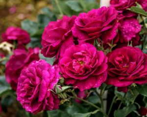 Roses Polyanthus: description de 11 variétés, caractéristiques de la culture à partir de graines à la maison (75+ Photos & Vidéos) + Avis