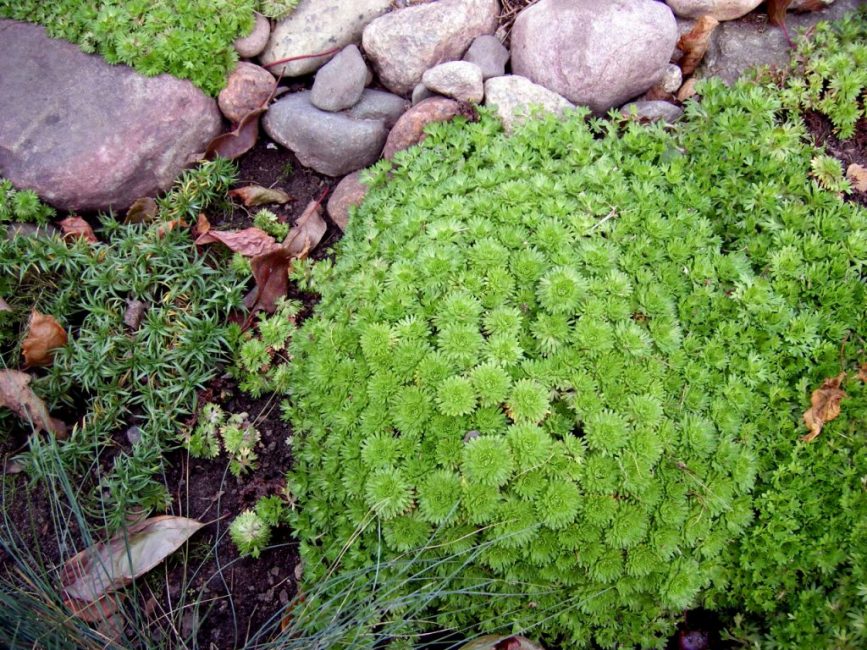 Saxifrage