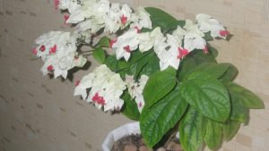 (65+ Photos & Vidéos) + Avis