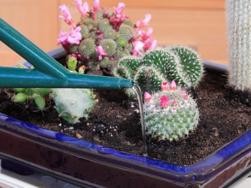 L'arrosage des cactus est effectué avec soin, sans brouiller le sol.