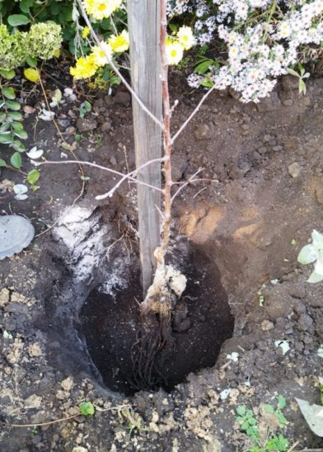 Un semis est installé parallèlement à la cheville à une distance de 10-15 cm, répartissant son système racinaire uniformément sur la zone du fond de la fosse et l'attachant au sommet de la cheville