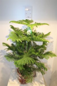 (65+ Photos & Vidéos) + Avis