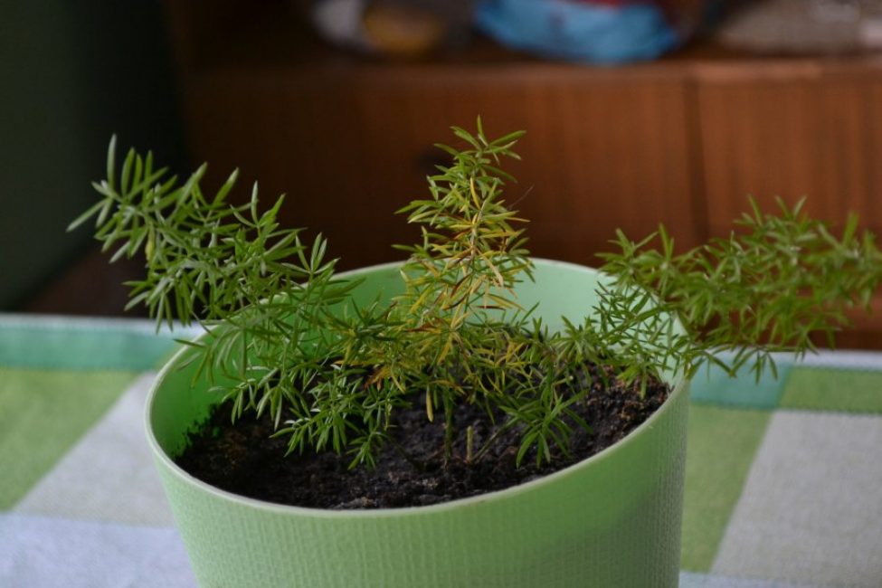 Asperges d'intérieur