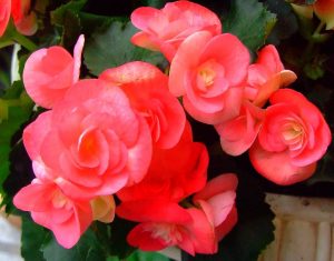 (45+ Photos & Vidéos) + Avis