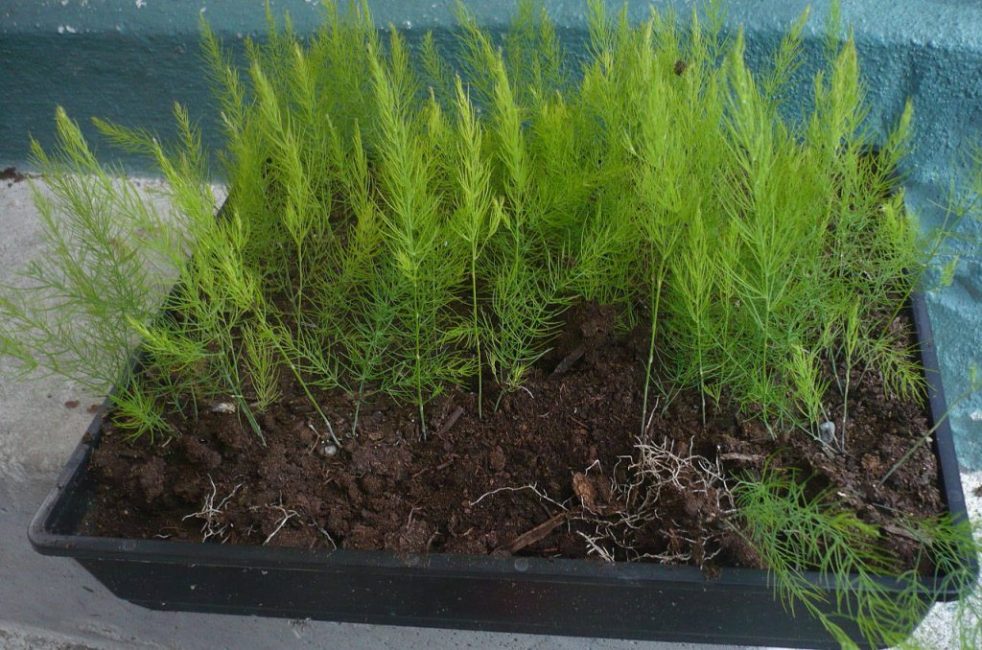 Cultiver des asperges