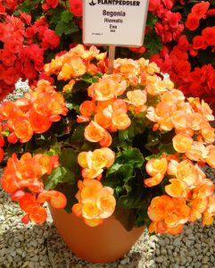 (45+ Photos & Vidéos) + Avis