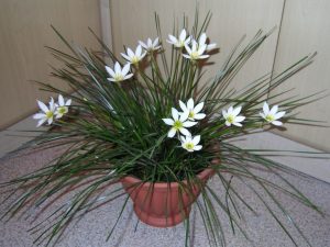 (60+ Photos & Vidéos) + Avis