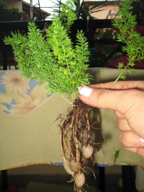 déterré des asperges