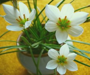 (60+ Photos & Vidéos) + Avis