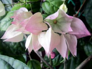 (65+ Photos & Vidéos) + Avis