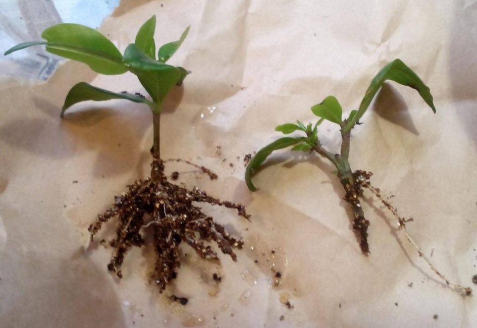 Boutures enracinées