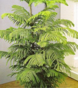 (65+ Photos & Vidéos) + Avis