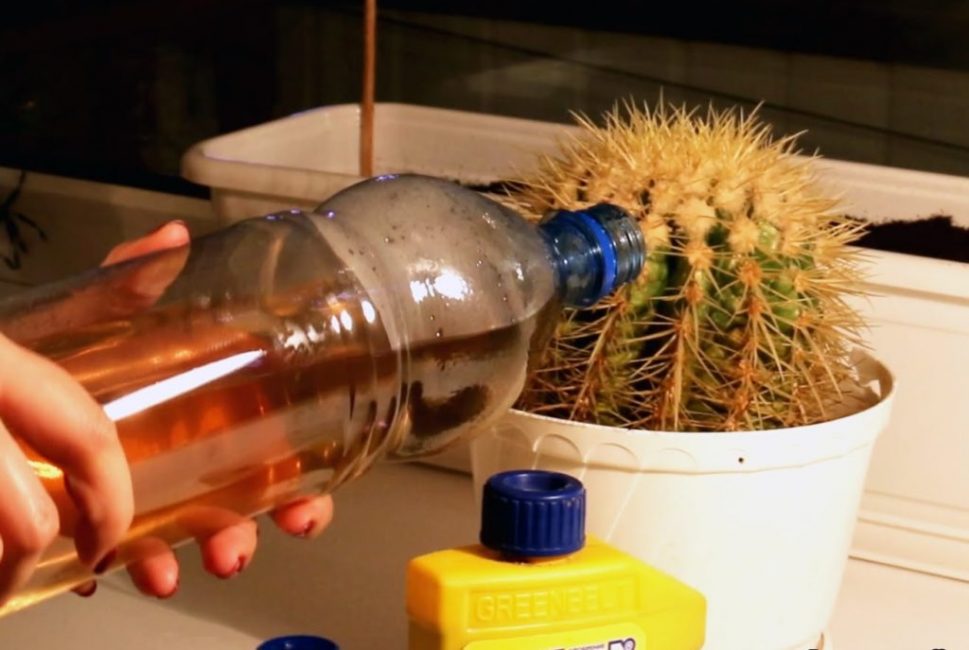 Combiner l'arrosage d'un cactus avec un top dressing