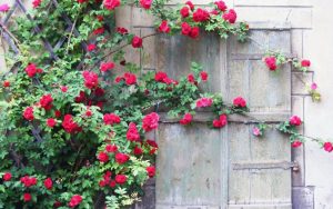 (75 Photos & Vidéos) +Avis