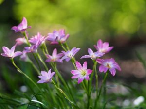 (60+ Photos & Vidéos) + Avis