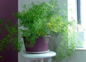 (50+ Photos & Vidéos) + Avis