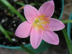 (60+ Photos & Vidéos) + Avis