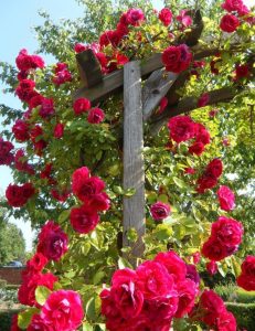 (75 Photos & Vidéos) +Avis