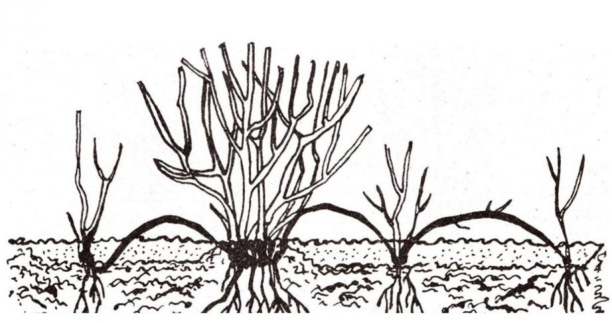 Un exemple de multiplication par marcottage à partir de deux pousses adultes
