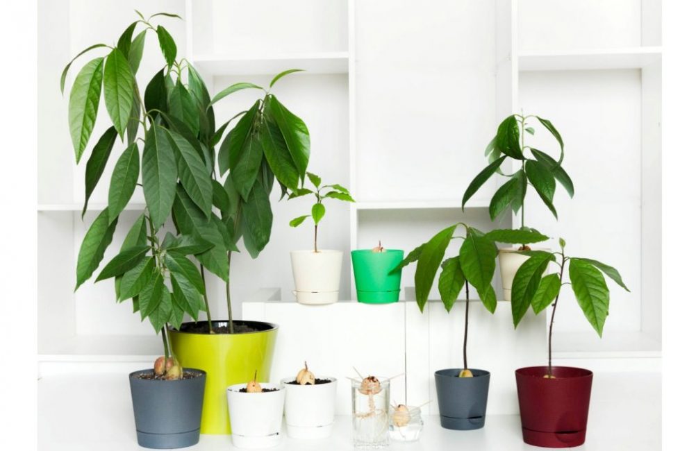 Arbre de différentes tailles en pots