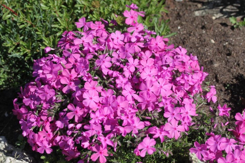 Phlox subulé