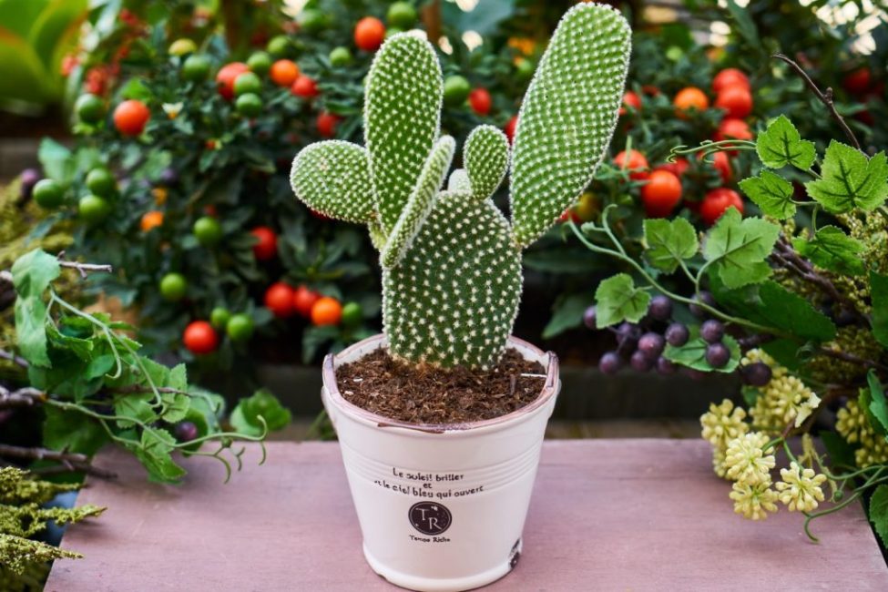 Pour les cactus, des pots étroits mais profonds sont principalement utilisés.