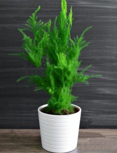 (50+ Photos & Vidéos) + Avis