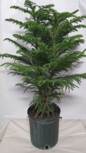 (65+ Photos & Vidéos) + Avis