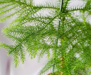 (65+ Photos & Vidéos) + Avis